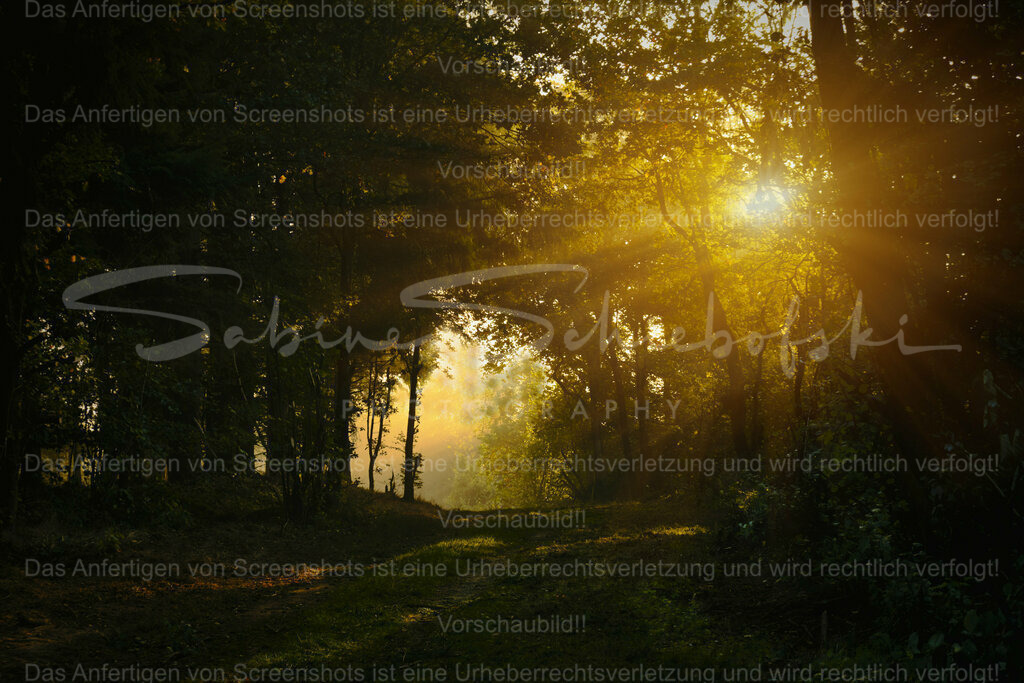 Wandbild "Letzter Sommer" | People- und Tierfotografie, Imageaufnahmen, Veranstaltungsfotografie und Wandbilder aus der Natur ★ Made in Germany ✔️ Druck + Downloads ✔️ Naturfotografie in Top Qualität ★ schneller Versand, weltweite Lieferung! - Realisiert mit Pictrs.com