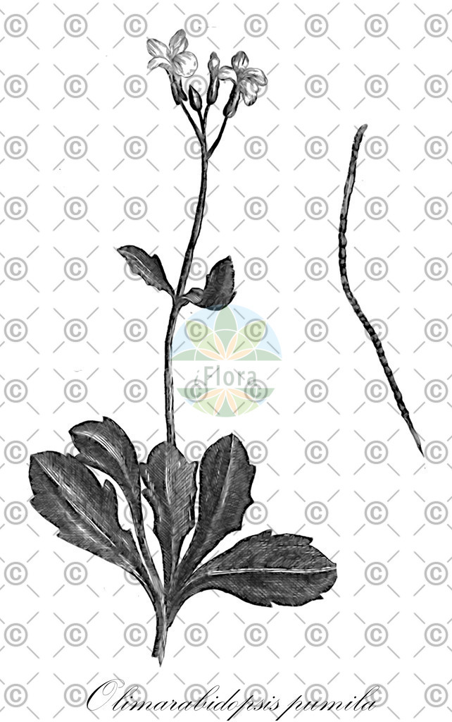HistAbb_wfo-0000389241_1_ENZY_Simple | Historische Abbildung von Olimarabidopsis pumila - Brassicaceae | Historical Illustration of Olimarabidopsis pumila - Brassicaceae