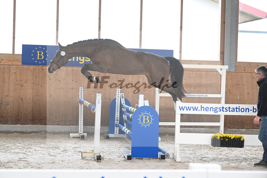 Kat-Nr. 43 Balous Lady v. Cornets Balou_Eder_14260012 | hf-fotografie - Realizzato con Pictrs.com