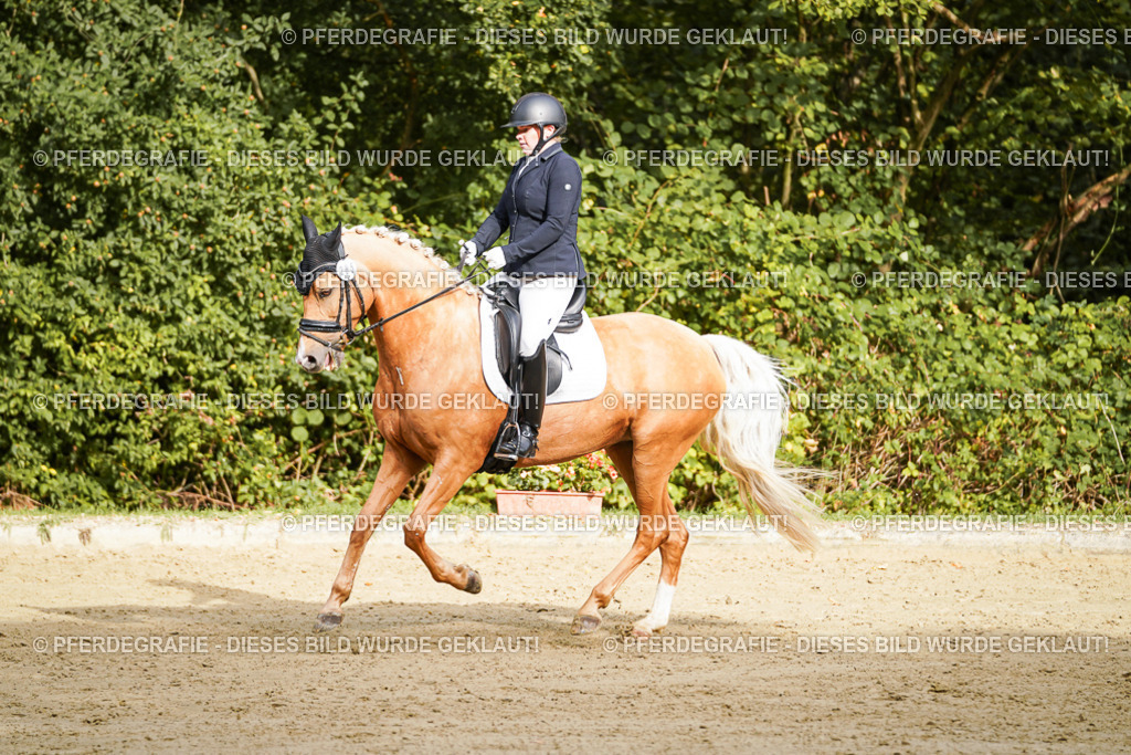 DSC09249 | Pferdegrafie