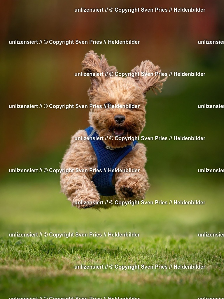 Sven Pries | 2024-09-22 - Hunderennen Baden-BadenPudelverein - Realisiert mit Pictrs.com