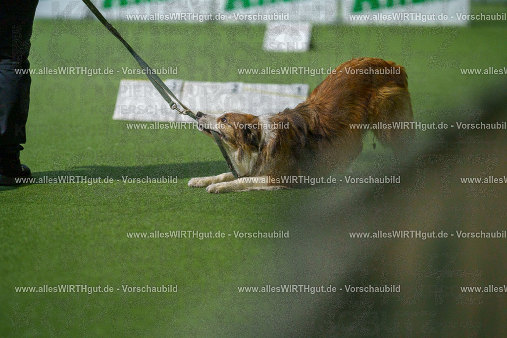 7R509780 | Professionelle Tierfotografie in Mönchengladbach von Daniel Wirth (allesWIRTHgut). Liebevolle & natürliche Bilder von Hunden & Katzen für unvergessliche Erinnerungen.