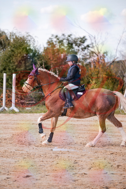 2026_10_03_Siefer-Hof_144516_Z81_20244101 | Professionelle Reitsport-, Turnier- und Eventfotografie von Robert Broda. Galerien mit ausgewählten und bearbeiteten Bildern direkt online ansehen und bestellen.