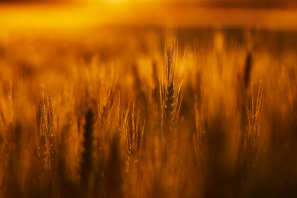 Getreidefeld im Abendlicht | Enzersfeld, Austria - June 02, 2020: Getreidefeld im Abendlicht. - Realisiert mit Pictrs.com