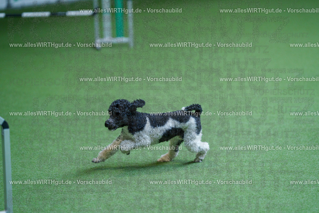 @allesWIRTHgut_Tierfotografie - www.allesWIRTHgut.de - 2604261339-7R502360 | Professionelle Tierfotografie in Mönchengladbach von Daniel Wirth (allesWIRTHgut). Liebevolle & natürliche Bilder von Hunden & Katzen für unvergessliche Erinnerungen.