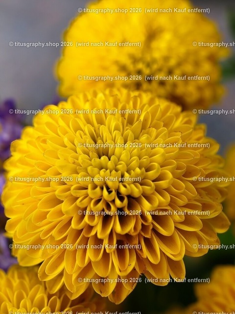 titusgraphy_P6191339-vz-ln | titusgraphy-shop: Geschenkideen mit Qualitätsfotos. titusgraphy-shop: gift ideas with quality photos. titusgraphy-shop: idées cadeaux avec photos de qualité.  - Realisiert mit Pictrs.com