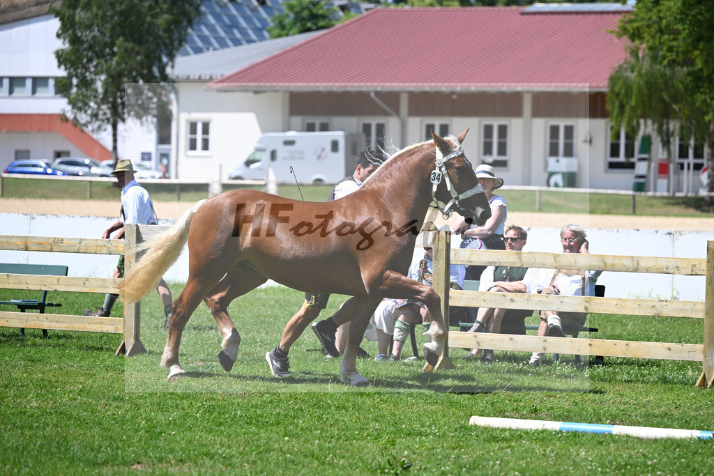 Kat-Nr. 34 Josefine v. Sir_Kramer_18250641 | hf-fotografie - Realisiert mit Pictrs.com