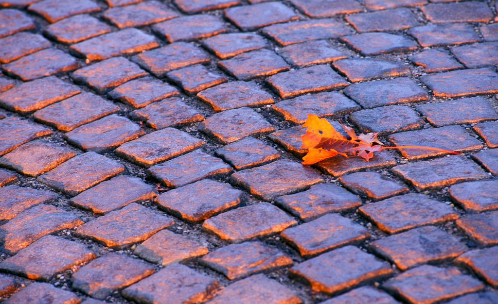 Herbstblatt liegt auf Strasse | Europa, Austria, Wien, Herbstblatt liegt auf Strasse - Realisiert mit Pictrs.com