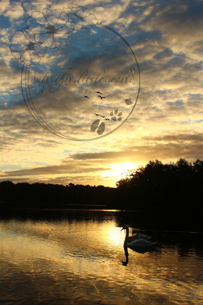 IMG_7382 | only.this.little.world - Realisiert mit Pictrs.com