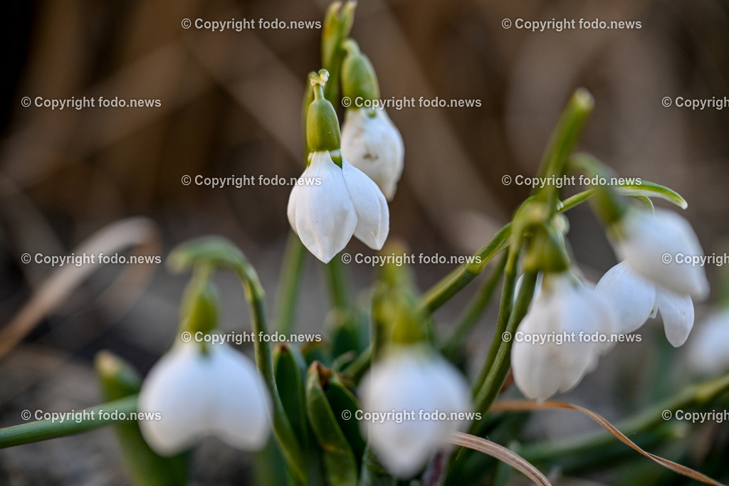 Fruehling_ Blumen_ Fruelingsboten_ 20.02.2025-3 | 20.02.2025, Linz, AUT, Fruehling, Blumen, Fruehlingsboten, im Bild Frühling, Blumen, Frühlingsboten, Fruehling, Fruelingsboten, Schneeglöckerl, Schneegloeckerl, Schneeglöckchen, Schneegloeckchen,  Blütenpflanze, Vorfrühling