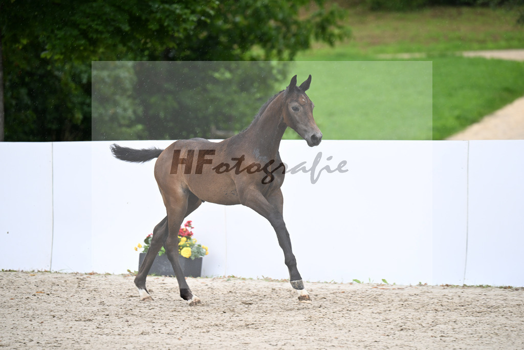 Continental Blue x Armstrong v d Kapel_SF_Fuchs_23250368 | hf-fotografie - Realizzato con Pictrs.com
