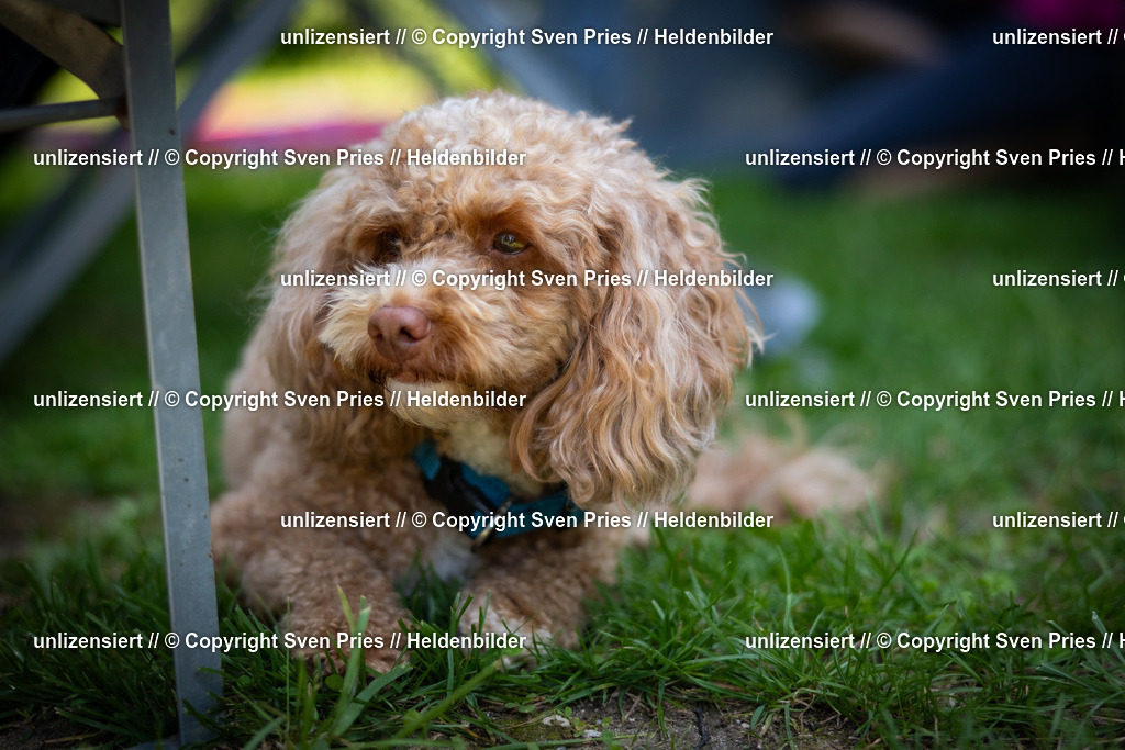 Sven Pries | 2025-08-10 - Hunderennen Durlach - Realisiert mit Pictrs.com