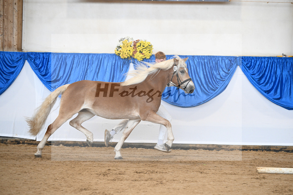 Bl. Band Kat-Nr. 2 Sura v. Neustart_Haflingerhof Noack_48251285 | hf-fotografie - Realisiert mit Pictrs.com