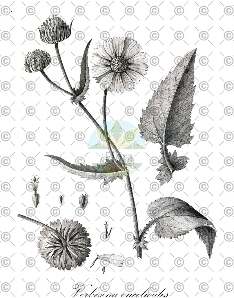 HistAbb_wfo-0000070460_1_ENZY_Simple | Historische Abbildung von Verbesina encelioides - Asteraceae (Verbesine) | Historical Illustration of Verbesina encelioides - Asteraceae