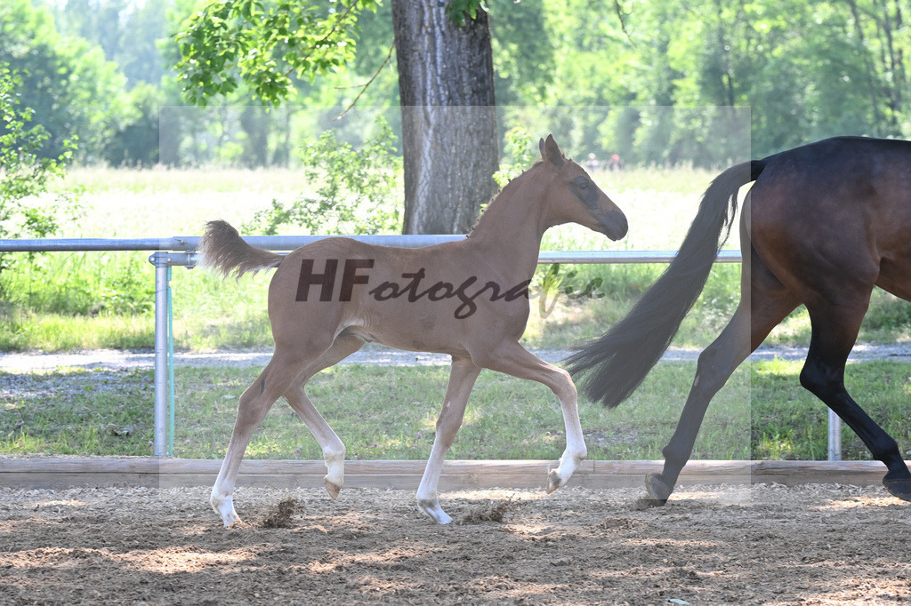 Kat-Nr. 5 HF Floricello OLD_Wiedemann_14230082 | hf-fotografie - Realisiert mit Pictrs.com