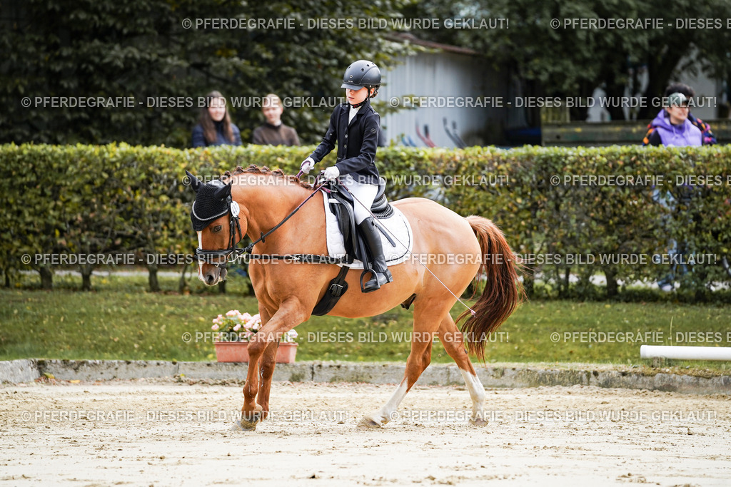 DSC05479 | Pferdegrafie