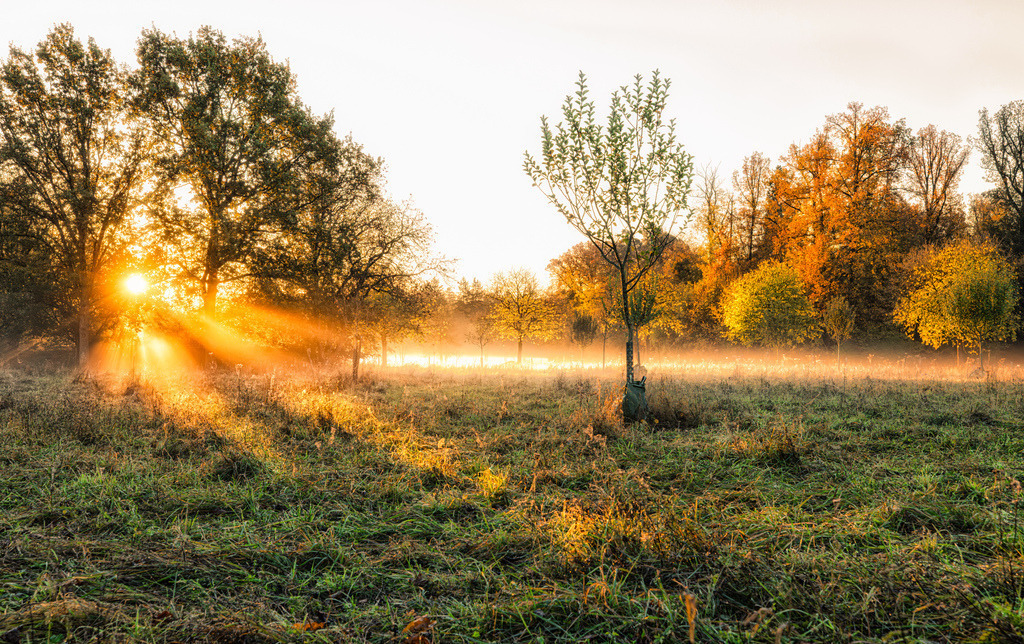 Hinter Schloss Solitude legt sich leichter und tiefer Nebel über die Wiese,sanft bricht die aufgehende Herbstsonne sich in den alten Bäumen | Das Bild zeigt einen nebligen Sonnenaufgang in einem Obstgarten mit alten Bäumen und goldenen Sonnenstrahlen.Eine grüne Wiese mit Obstbäumen im Herbstmorgenlicht.Licht: Die aufgehende Sonne bricht durch die Bäume und wirft strahlende Lichtbahnen.Atmosphäre: Ein leichter, tiefer Nebel liegt über dem Boden. - Realisiert mit Pictrs.com