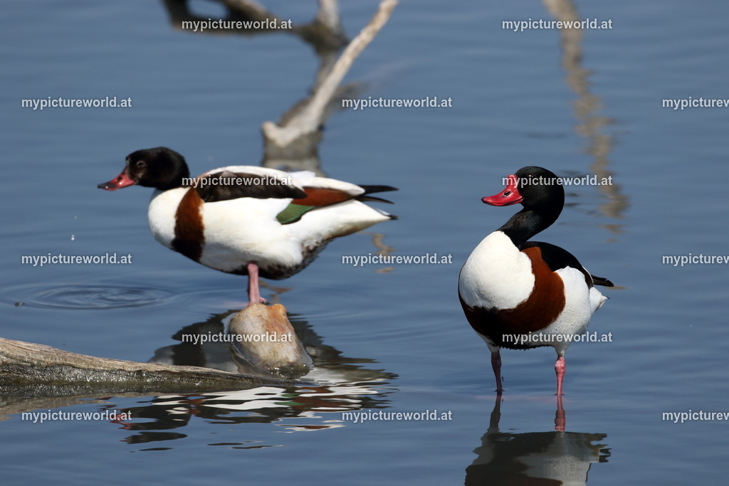 Brandgans-043 | Das Bilderarchiv über Tiere, Planzen und Landschaften. In der Bilddatenbank finden Sie ein große Auswahl an hochwertigen Bilder für Ihre Werbung - Realisiert mit Pictrs.com