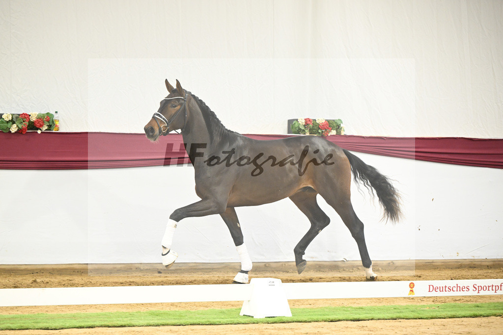 Kat-Nr. 139 Escolar x Rubin-Royal_2M2 Horese I Bastad AB_47250328 | hf-fotografie - Realisiert mit Pictrs.com