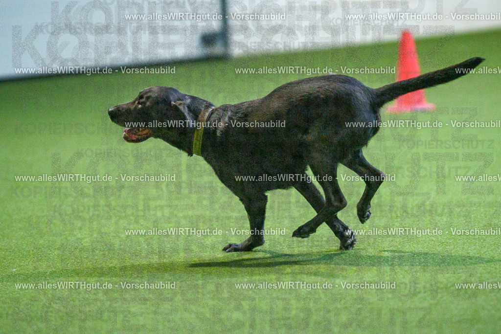 7R502475 | Professionelle Tierfotografie in Mönchengladbach von Daniel Wirth (allesWIRTHgut). Liebevolle & natürliche Bilder von Hunden & Katzen für unvergessliche Erinnerungen.