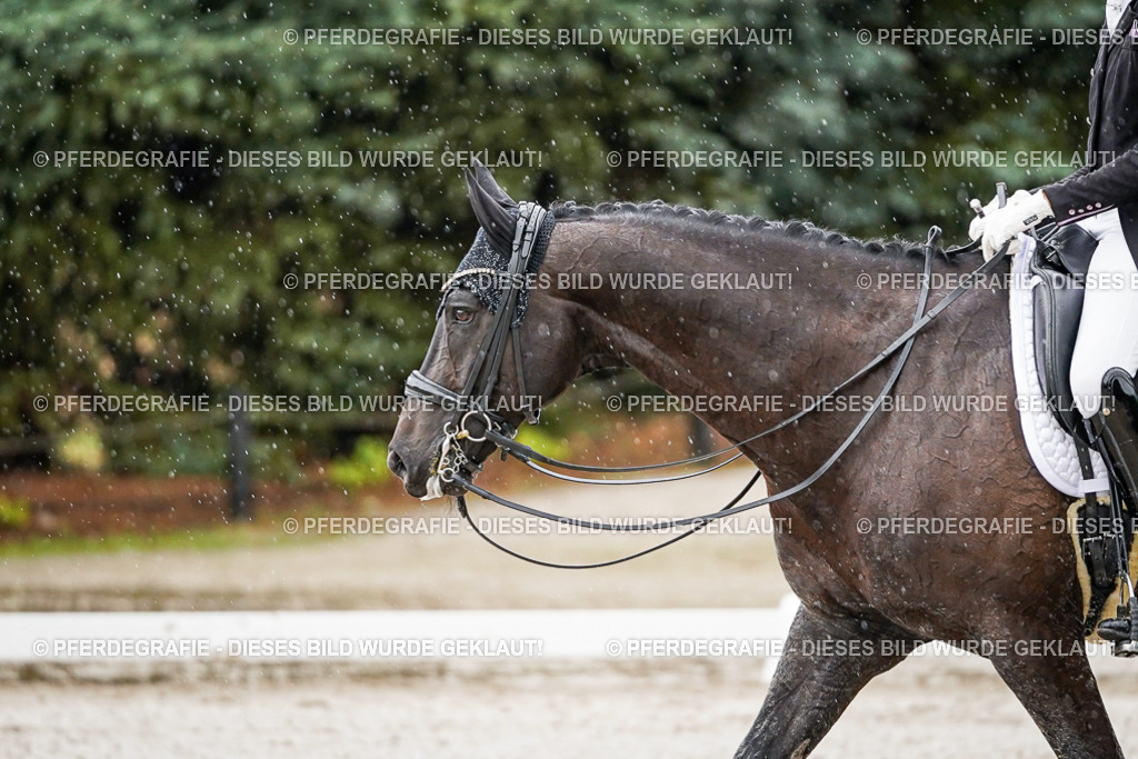 DSC08946 | Pferdegrafie