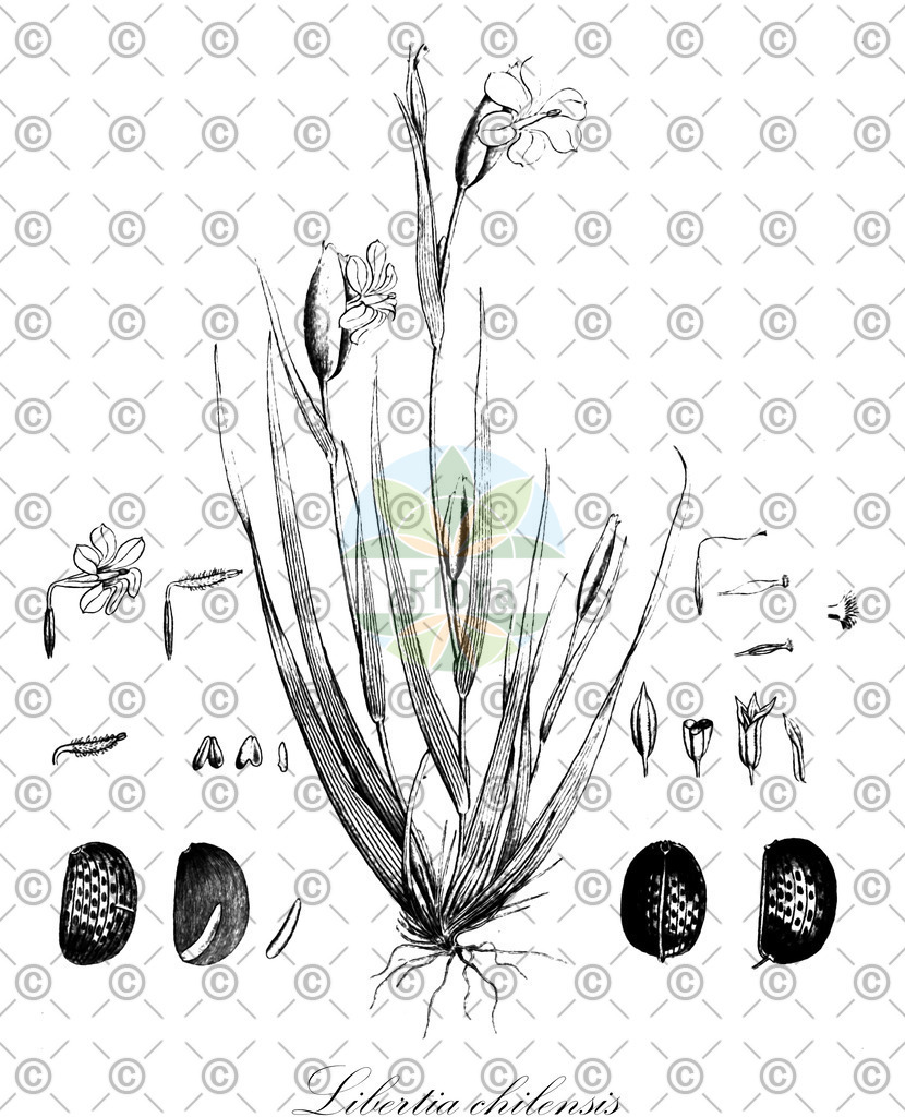 HistAbb_wfo-0001049987_1_ENZY_Simple | Historische Abbildung von Libertia chilensis - Iridaceae | Historical Illustration of Libertia chilensis - Iridaceae