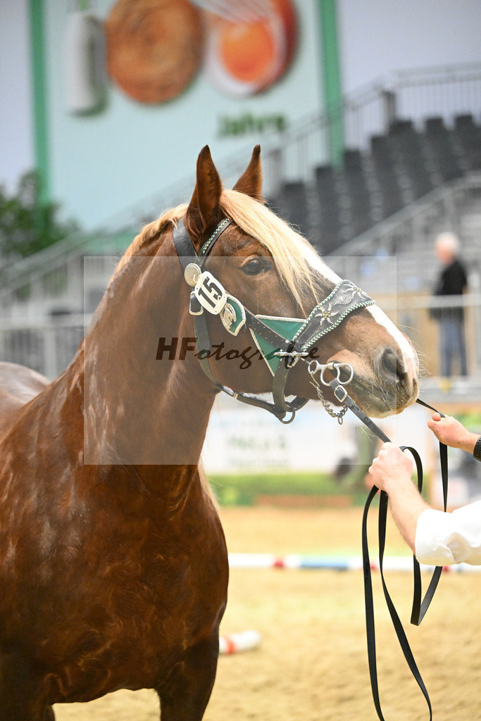 Kat-Nr. 15 Edelfee v. Vestus_Strauss_1260238 | hf-fotografie - Realisiert mit Pictrs.com