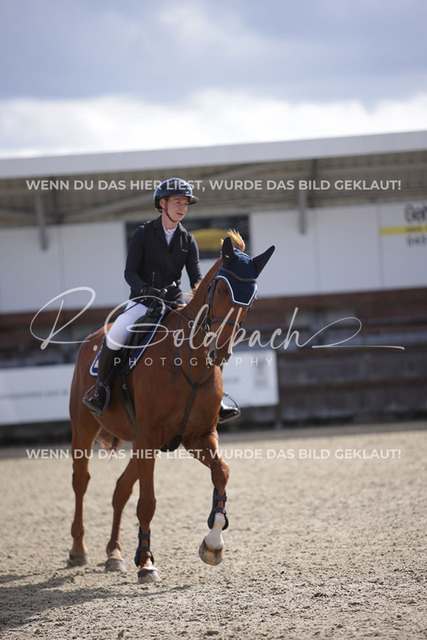1J2A6935Sina Boldt_ Quincentaro_ Kn872_ Havekost | Foto- und Videografie für alles rund ums Pferd. Hochwertige Bilder und Videos vom Spring- und Dressurreiten, Voltigieren & mehr. Jetzt aktuelle Veranstaltungen und Preise im Shop ansehen. - Realisiert mit Pictrs.com