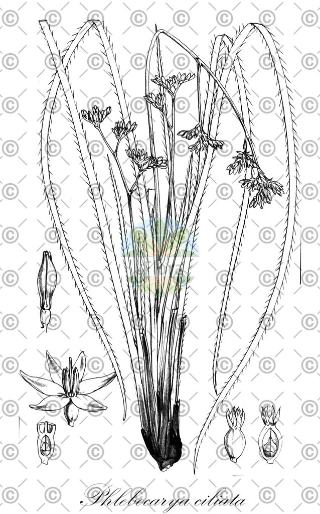HistAbb_wfo-0001109224_1_ENZY_Simple | Historische Abbildung von Phlebocarya ciliata - Haemodoraceae | Historical Illustration of Phlebocarya ciliata - Haemodoraceae