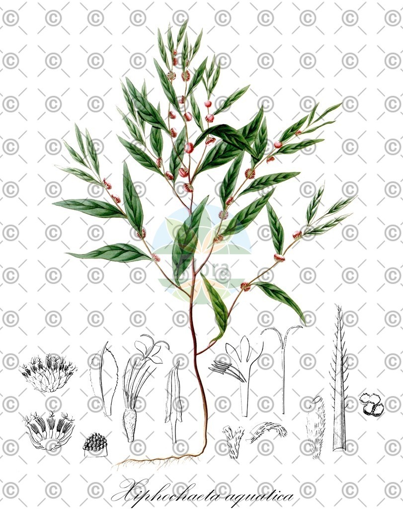 HistAbb_wfo-0000335038_1_ENZY_Simple | Historische Abbildung von Xiphochaeta aquatica - Asteraceae | Historical Illustration of Xiphochaeta aquatica - Asteraceae