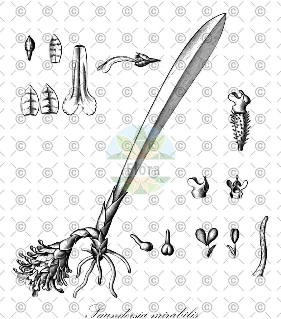 HistAbb_wfo-0000304979_1_ENZY_Simple | Historische Abbildung von Saundersia mirabilis - Orchidaceae | Historical Illustration of Saundersia mirabilis - Orchidaceae