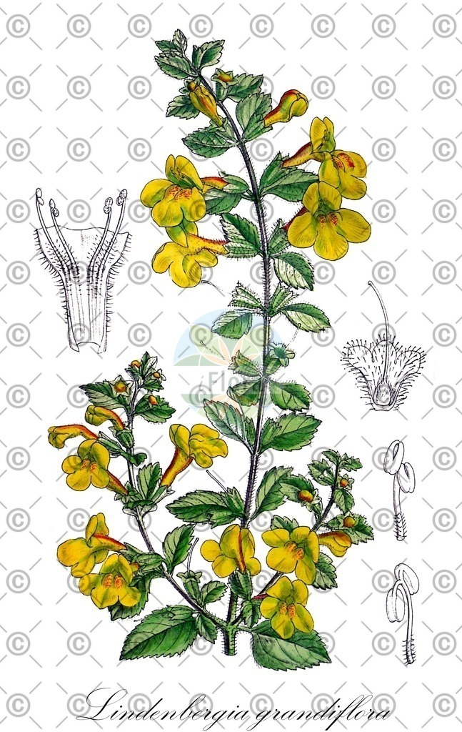 HistAbb_3435_1_FLORAD_SIMPLE | Historische Abbildung von Lindenbergia grandiflora - Orobanchaceae | Historical Illustration of Lindenbergia grandiflora - Orobanchaceae