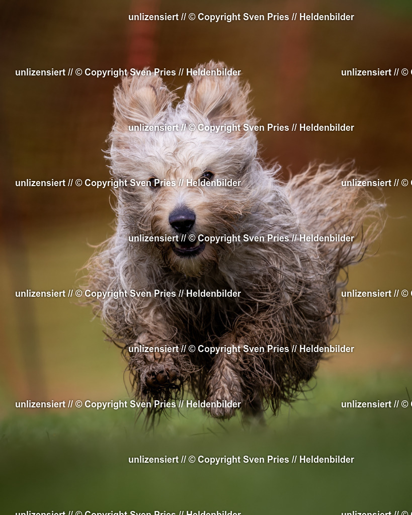 Sven Pries | 2024-04-21 - Hunderennen Baden-Oos
Foto: Sven Pries - Realisiert mit Pictrs.com