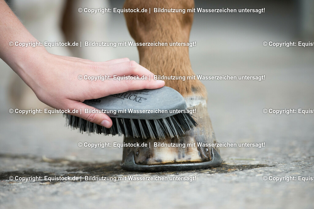 20160626_Hufe_Waschen_0001 | Foto: Thomas Hartig