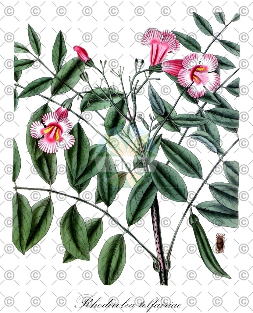 HistAbb_795X_1_ENZY_Simple | Historische Abbildung von Rhodocolea telfairiae - Bignoniaceae | Historical Illustration of Rhodocolea telfairiae - Bignoniaceae
