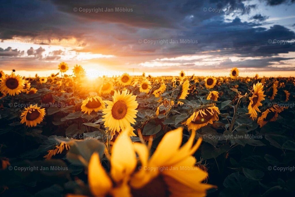 _DSC6158 | Leipzig Wandbilder Drucke Prints Leinwand Stadtmotive Leipzig Fotosdruck Kunstdrucke Bilder Leipzig Stadtansichten Acrylglasbilder Leipzig Wanddeko Fine Art Prints Wandbilder Büro Leipzig Bilder Praxis Zuhause Bilderdruck Poster Posterlounge Kunstdrucke - Realisiert mit Pictrs.com