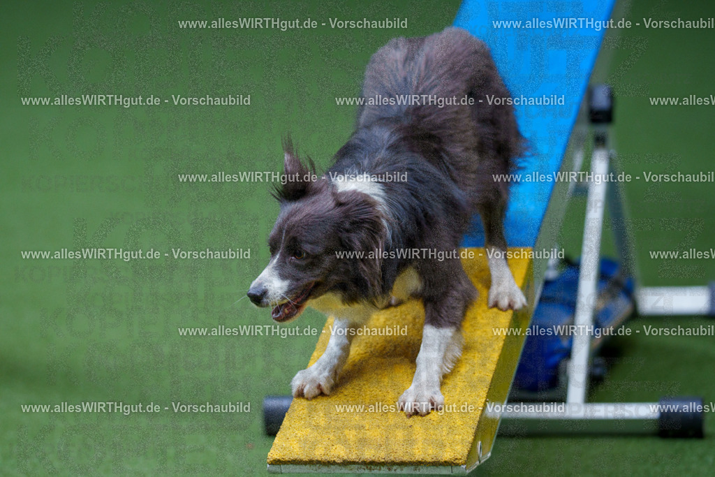 @allesWIRTHgut_Tierfotografie - www.allesWIRTHgut.de - 2604261121-7R509696 | Professionelle Tierfotografie in Mönchengladbach von Daniel Wirth (allesWIRTHgut). Liebevolle & natürliche Bilder von Hunden & Katzen für unvergessliche Erinnerungen.