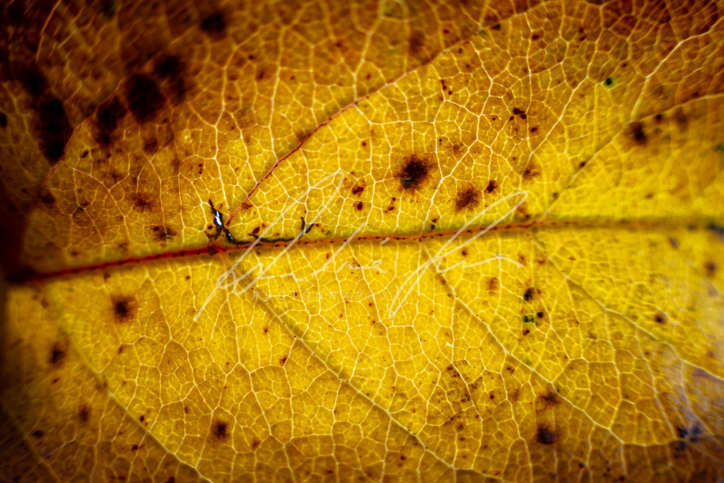 DSC07795 | Photograuer - Realisiert mit Pictrs.com