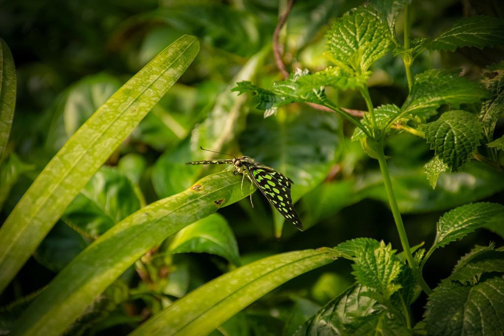 HFG_4216-Bearbeitet | Holzisphotography, Landschaftsfotografie, Wildlifefotogorafie - Realisiert mit Pictrs.com