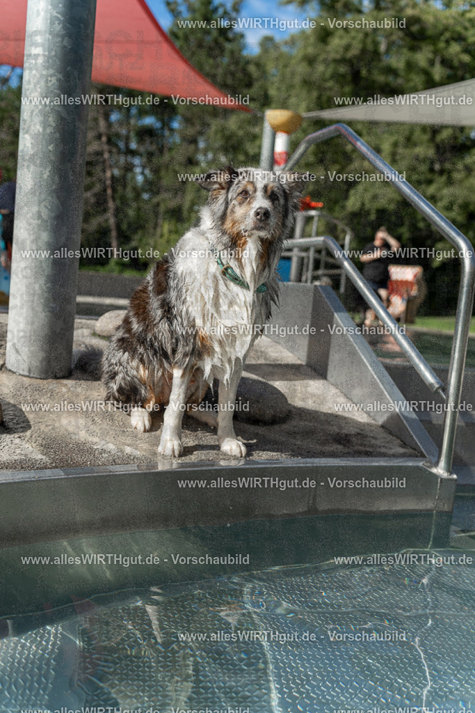 Hundeschwimmen_Volksbad_2026-allesWIRTHgut_Tierfotografie-2609061535-7R501648 | Professionelle Tierfotografie in Mönchengladbach von Daniel Wirth (allesWIRTHgut). Liebevolle & natürliche Bilder von Hunden & Katzen für unvergessliche Erinnerungen.
