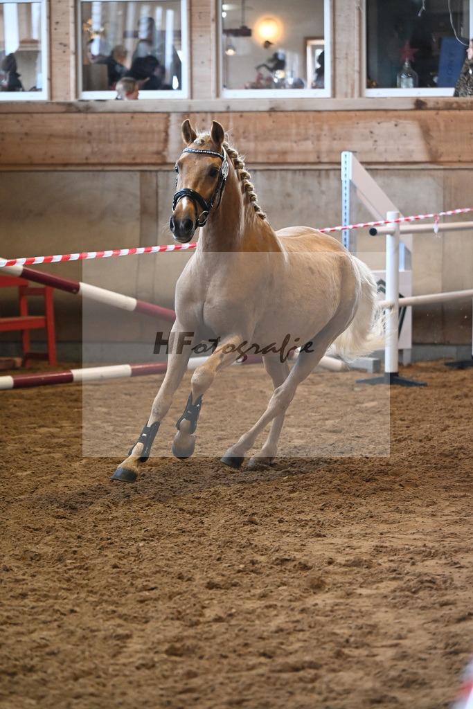 Kat-Nr. 36 Madrigal v. Mescal_Gestuet Eschenhof Neubert_16250547 | hf-fotografie - Realizzato con Pictrs.com