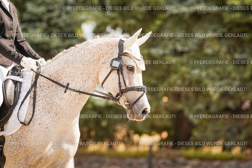 DSC01244 | Pferdegrafie