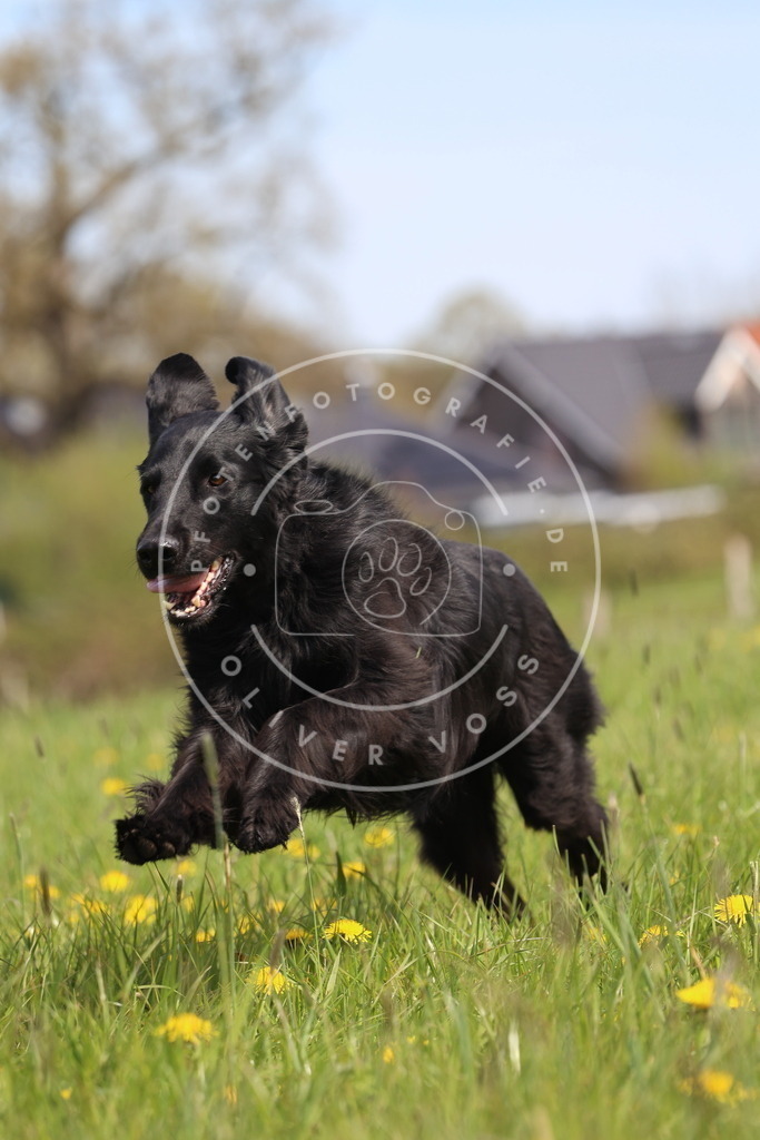 0L8A2002 | Hundefotografie, Tierfotograf, Pfotenfotografie, Fotoshooting Hund, Hunde Portrait, Hundesport, Hundeportraits, Heideshooting, Hunde, Sportfotograf, Hundefotograf, Turnierhundsport, THS,  - Realisiert mit Pictrs.com