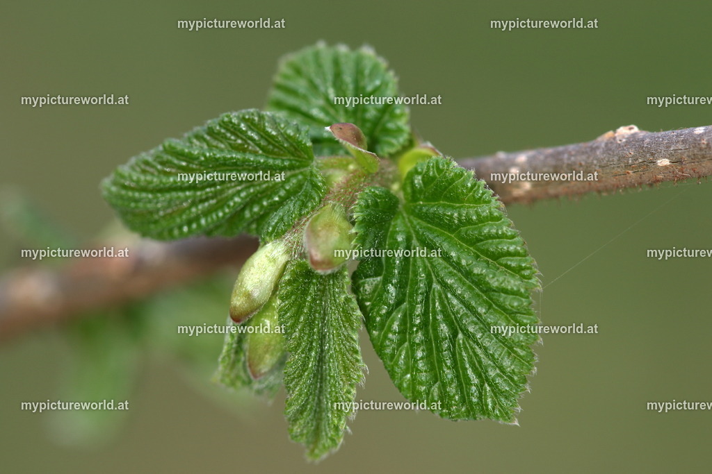 Gemeine Hasel-013 | Das Bilderarchiv über Tiere, Planzen und Landschaften. In der Bilddatenbank finden Sie ein große Auswahl an hochwertigen Bilder für Ihre Werbung - Realisiert mit Pictrs.com