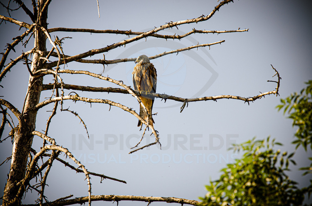 _DSC4139 | in-picture - Realisiert mit Pictrs.com