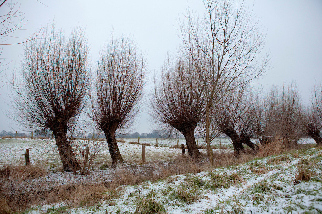 100102-114 | Europa, DEU, Deutschland, Nordrhein Westfalen, NRW, Rheinland, Niederrhein, Hoerstgen, Winter, Schnee, Baeume, Typische Kopfweiden, Kategorien und Themen, Natur, Umwelt, Landschaft, Jahreszeiten, Stimmungen, Landschaftsfotografie, Landschaften, Landschaftsphoto, Landschaftsphotographie, Naturschutz, Naturschutzgebiete, Landschaftsschutz, Biotop, Biotope, Landschaftsschutzgebiete, Landschaftsschutzgebiet, Oekologie, Oekologisch, Typisch, Landschaftstypisch, Landschaftspflege

[Fuer die Nutzung gelten die jeweils gueltigen Allgemeinen Liefer-und Geschaeftsbedingungen. Nutzung nur gegen Verwendungsmeldung und Nachweis. Download der AGB unter http://www.image-box.com oder werden auf Anfrage zugesendet. Freigabe ist vorher erforderlich. Jede Nutzung des Fotos ist honorarpflichtig gemaess derzeit gueltiger MFM Liste - Kontakt, Uwe Schmid-Fotografie, Duisburg, Tel. (+49).2065.677997, 
archiv@image-box.com, www.image-box.com] - Realisiert mit Pictrs.com