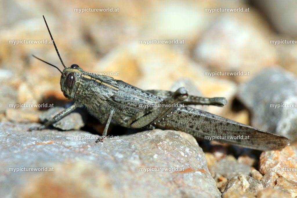 Anacridium aegyptium-005 | Das Bilderarchiv über Tiere, Planzen und Landschaften. In der Bilddatenbank finden Sie ein große Auswahl an hochwertigen Bilder für Ihre Werbung - Realisiert mit Pictrs.com