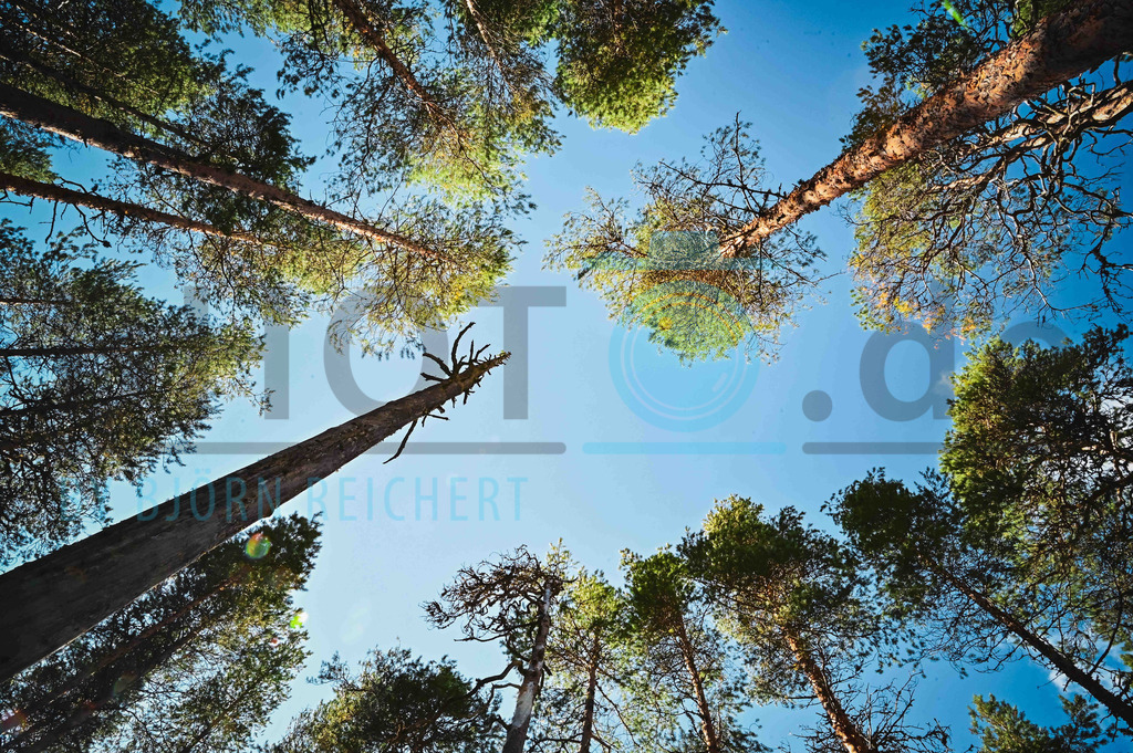 Trees into the sky | Landschaft
© Björn Reichert/Bhoto.de