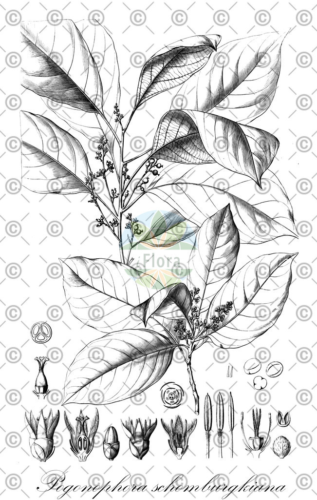 HistAbb_wfo-0000279748_1_ENZY_Simple | Historische Abbildung von Pogonophora schomburgkiana - Peraceae | Historical Illustration of Pogonophora schomburgkiana - Peraceae