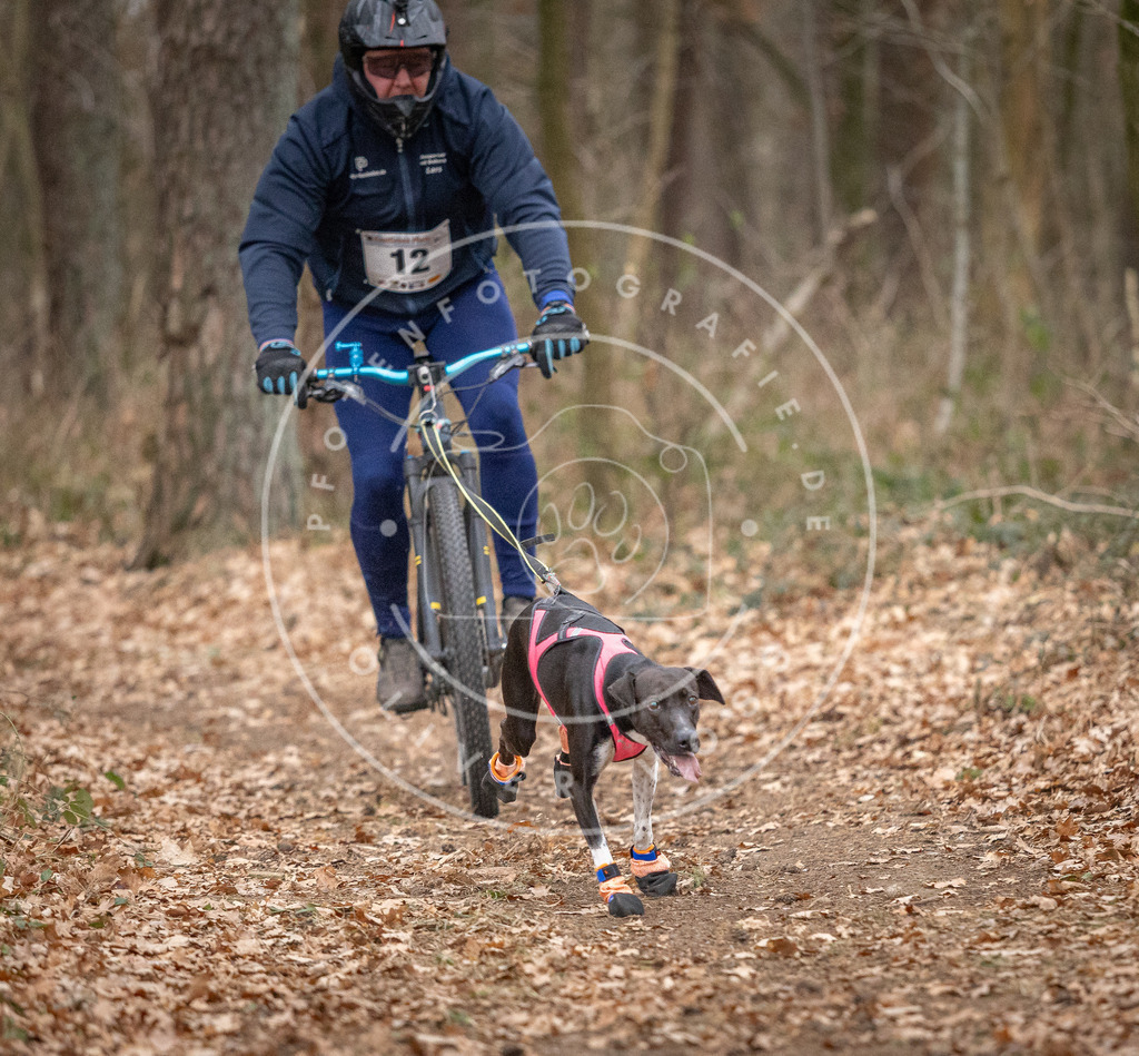 Pfotenfotografie_DV3A6397 | Hundefotografie, Tierfotograf, Pfotenfotografie, Fotoshooting Hund, Hunde Portrait, Hundesport, Hundeportraits, Heideshooting, Hunde, Sportfotograf, Hundefotograf, Turnierhundsport, THS,  - Realisiert mit Pictrs.com